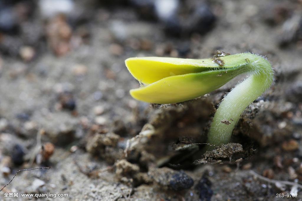 naive是什么梗?Tooyoungtoosimple什么意思介绍|AG亚娱集团官方(图2) ag亚娱官网