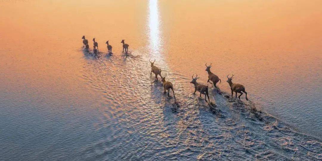 
媒体聚焦 即将启幕！黄浦江畔 沪动盐城！“ag亚娱官网”(图7)