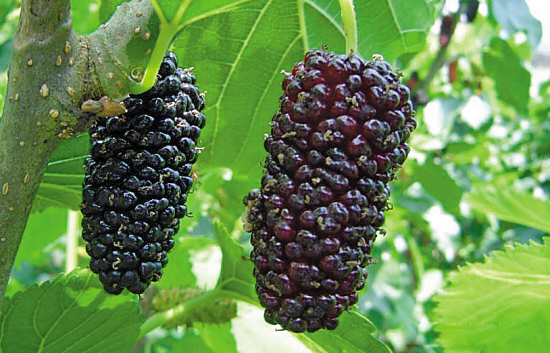 “AG亚娱集团官方”首届“中国好专利”里唯一互联网专利是这个(图3) AG亚娱集团官方