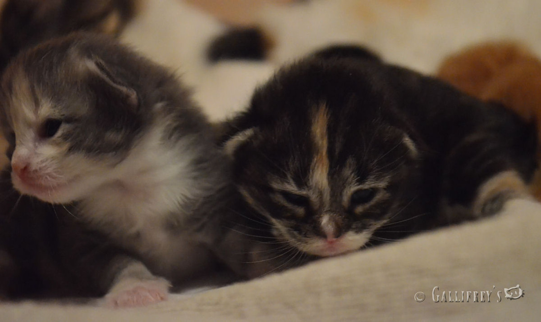 掘金在线教育 百度欲投资用户入口型网站“AG亚娱集团”