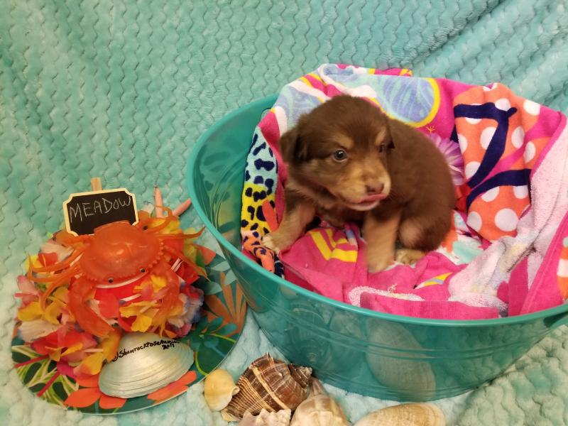 三星该着急了，苹果要在韩国开首家苹果零售店-AG亚娱集团