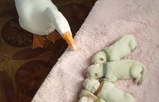 AG亚娱集团官方