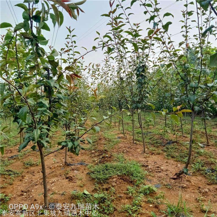 【AG亚娱集团】双峰消防打假“余热”不减 教授市民真假“辨别术”