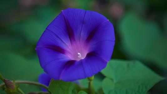 
11月最后13天虎·羊·蛇三生肖厄运远离 小人不近 今后富贵到年底‘AG亚娱集团官方’(图2)