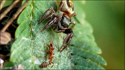 邹胜龙解读迅雷第一季度财报：短视频日播放量达2亿：ag亚娱官网